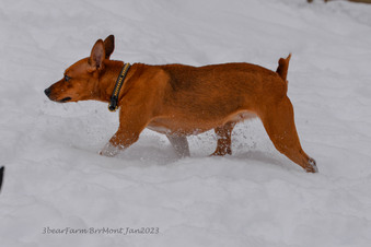 Enlarge photo 291