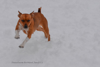 Enlarge photo 275