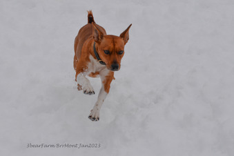 Enlarge photo 273