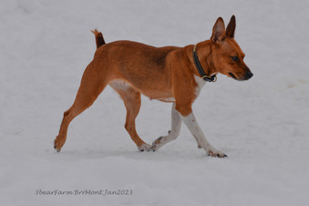 Enlarge photo 271