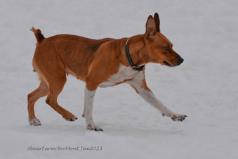 Enlarge photo 270