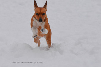Enlarge photo 267