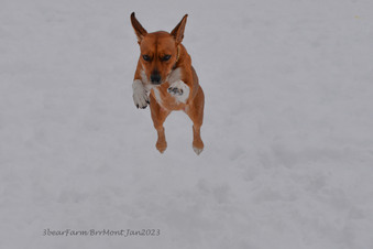 Enlarge photo 262