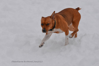 Enlarge photo 258
