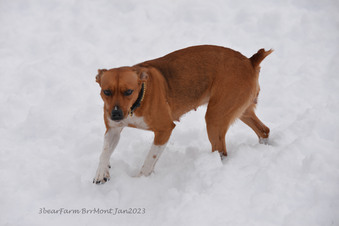 Enlarge photo 255