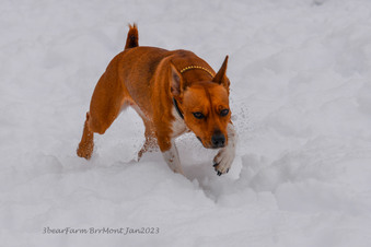 Enlarge photo 252