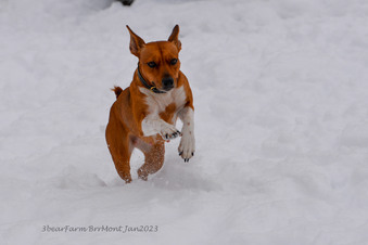 Enlarge photo 251