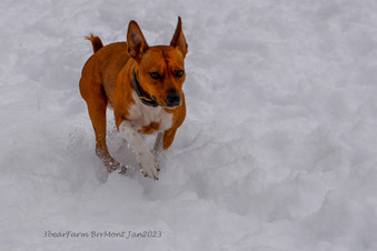 Enlarge photo 249