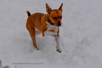 Enlarge photo 247