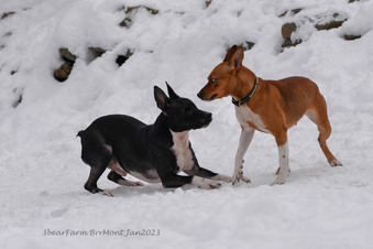 Enlarge photo 245
