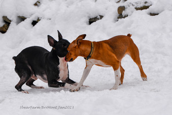 Enlarge photo 244