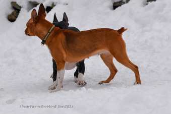 Enlarge photo 243
