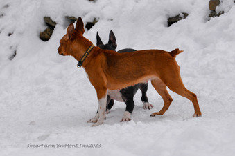 Enlarge photo 242