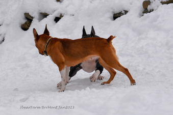 Enlarge photo 241
