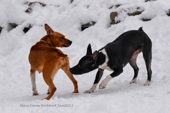 Enlarge photo 239