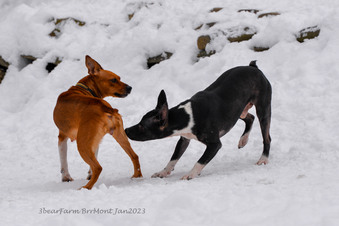 Enlarge photo 238
