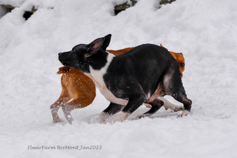 Enlarge photo 236