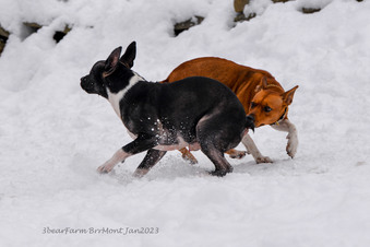Enlarge photo 235
