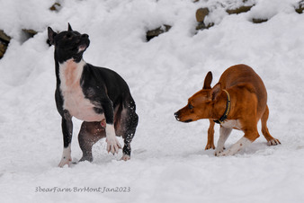 Enlarge photo 234