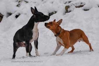 Enlarge photo 231