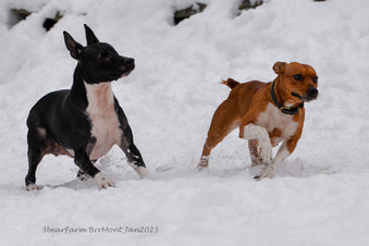 Enlarge photo 228