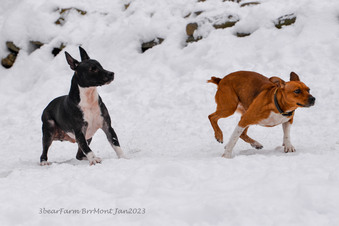 Enlarge photo 227