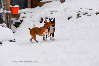 Enlarge photo 226