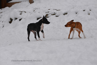 Enlarge photo 225