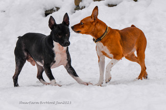 Enlarge photo 223