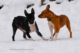 Enlarge photo 222