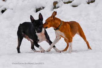 Enlarge photo 221
