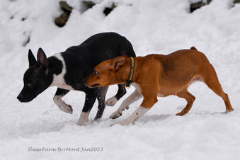 Enlarge photo 215