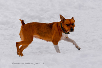 Enlarge photo 207