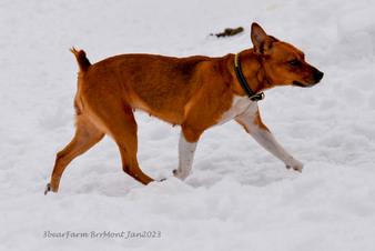 Enlarge photo 206