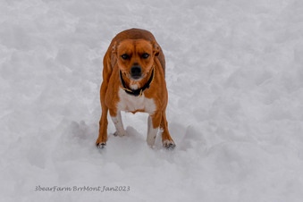Enlarge photo 177
