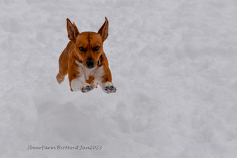 Enlarge photo 176