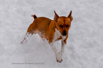 Enlarge photo 174