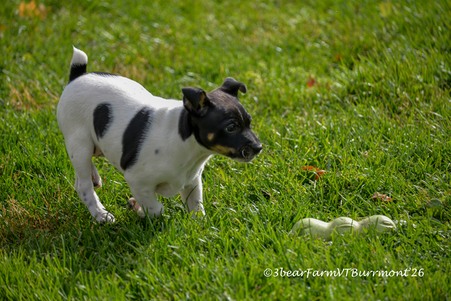 Enlarge photo 668