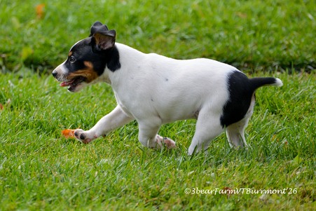 Enlarge photo 629