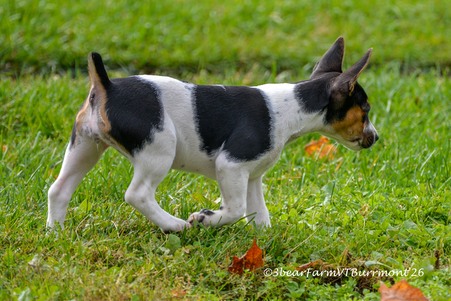 Enlarge photo 619
