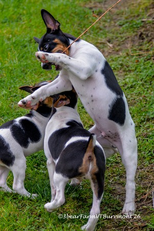Enlarge photo 386