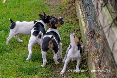 Enlarge photo 358