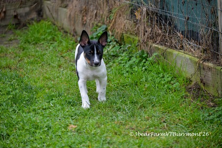 Enlarge photo 334