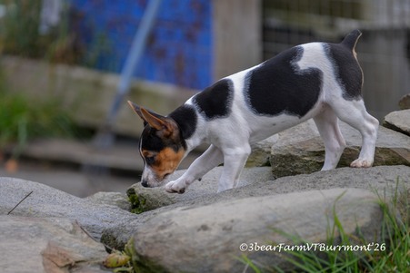 Enlarge photo 317