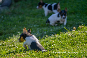 Enlarge photo 139