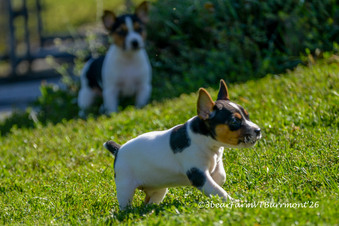 Enlarge photo 118