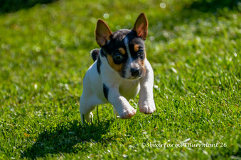 Enlarge photo 115