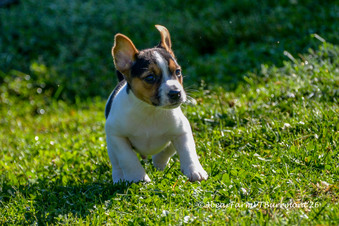 Enlarge photo 108