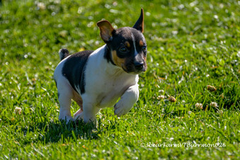 Enlarge photo 99