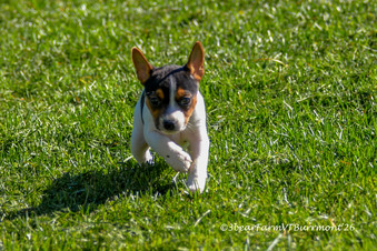 Enlarge photo 93